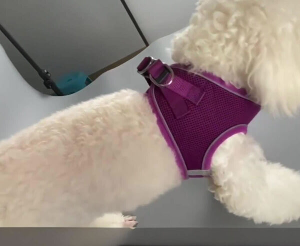 Small white dog wearing a pink reflective mesh step-in dog harness with adjustable straps and D-ring, against a gray background, with additional harnesses in red, purple, and black shown below.