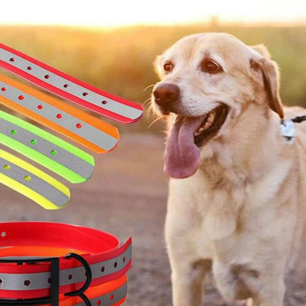 Reflective Dog CollarReflective Dog Collar